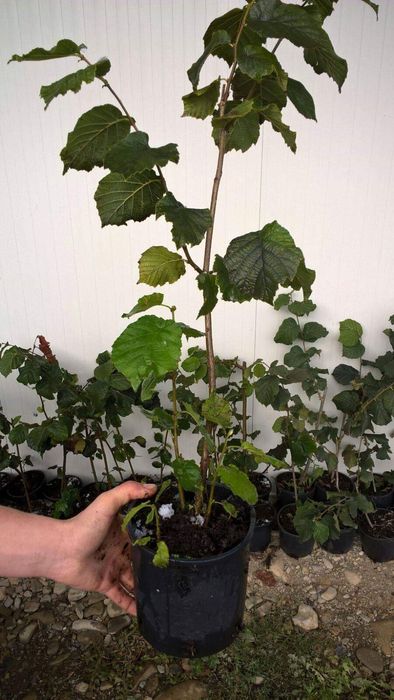 Puieti de alun micorizati cu Trufe negre