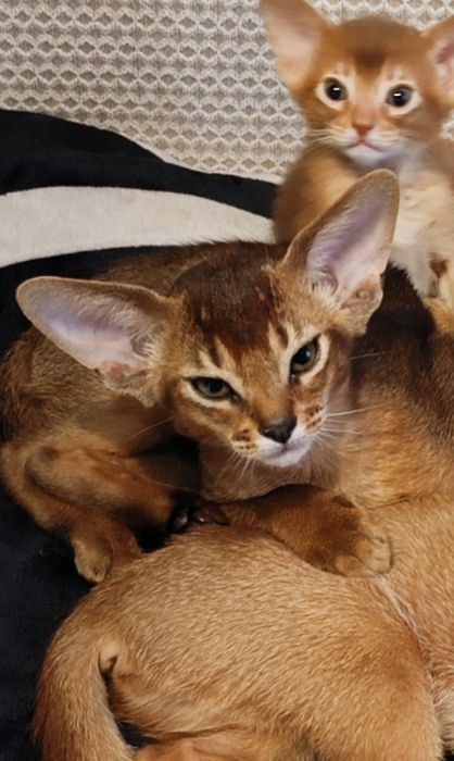 Абиссинские котята