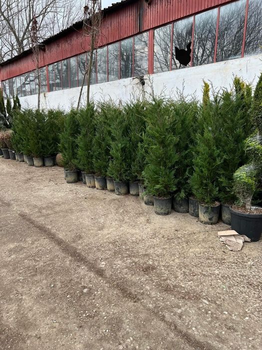 Cupressus leylandii 2.5m - 3m la ghiveci, super oferta