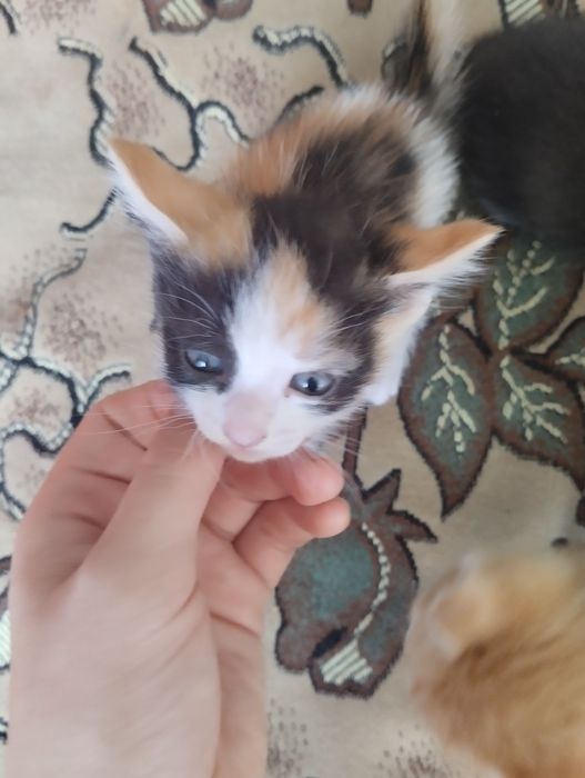 Отдам котят в хорошие руки