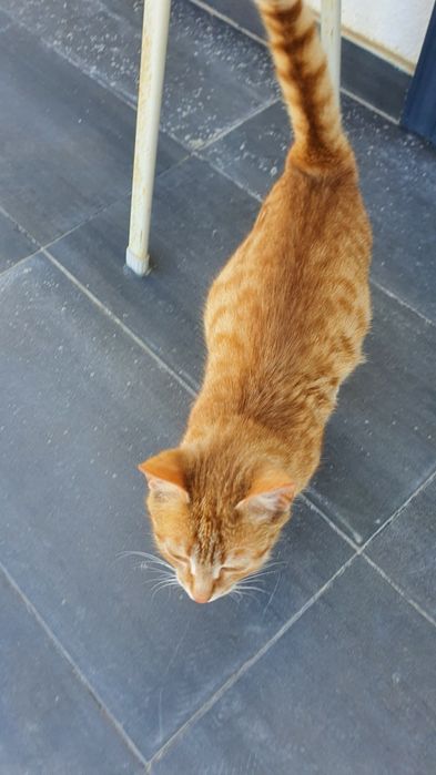 Отдам в добрые руки