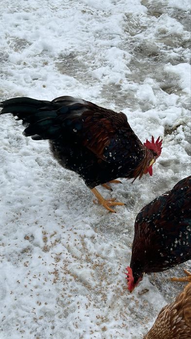 Млади петли порцелан