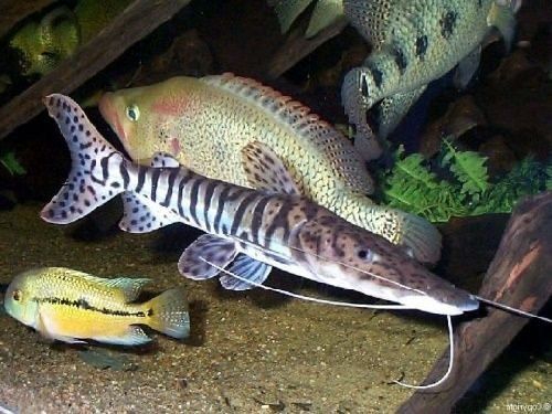 Продам тигрового сома