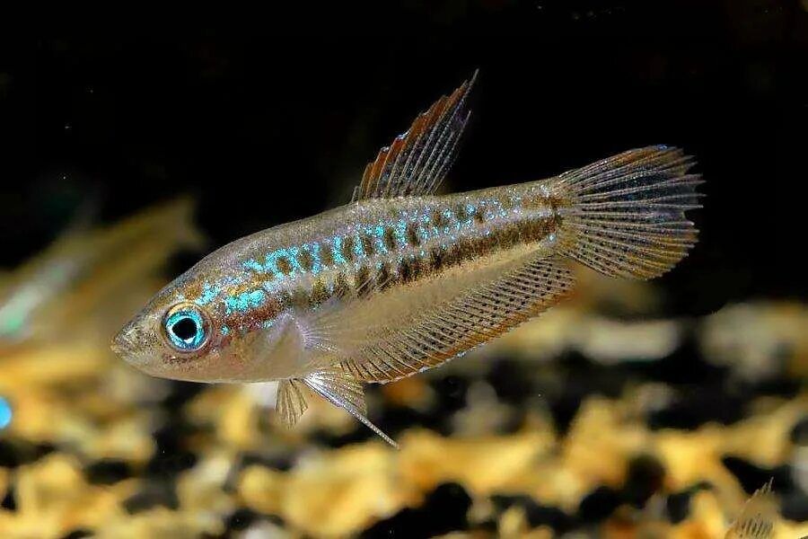 Карликовые гурами..