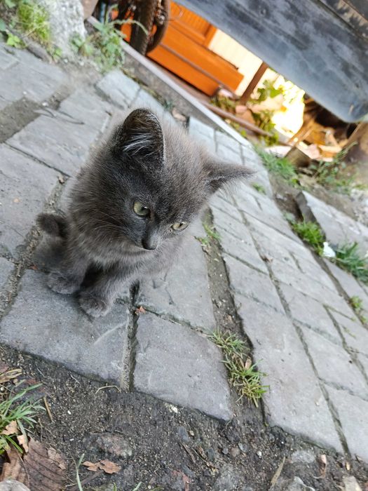 Котята, котенок, кошечка