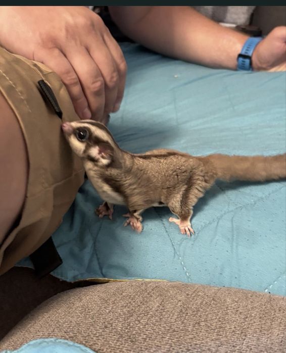 Захарна катерица с клетка / Sugar glider