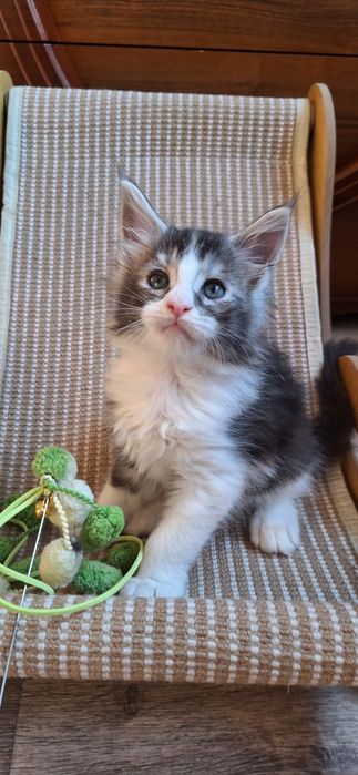 Мальчик  мейн-кун