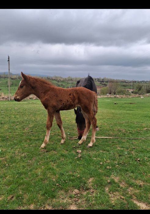 Жуас құлынды бие