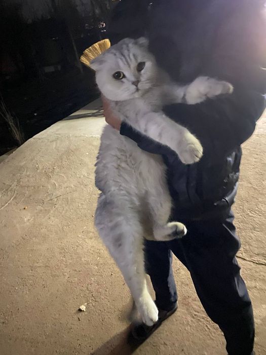 Вязкаааа! СКИДКА! Скотиш фолд