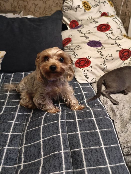 Йоркширский терьер