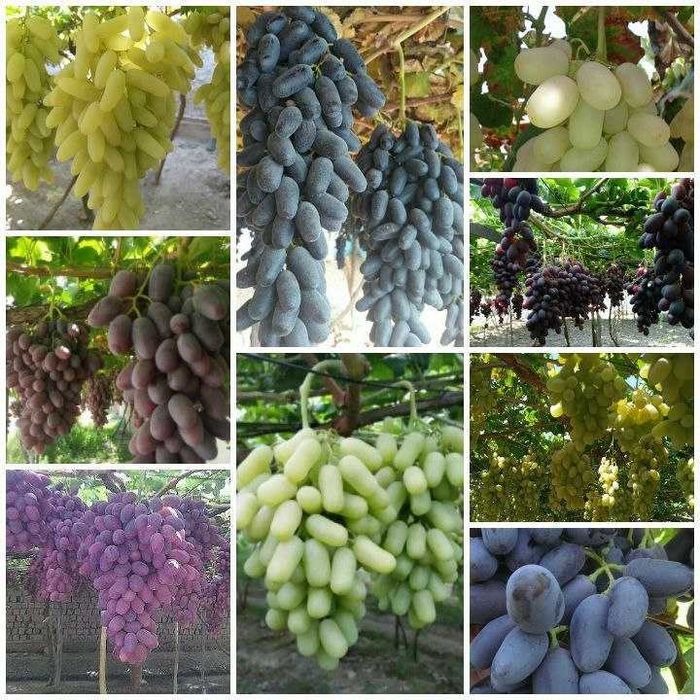 Аватар ва бошқа узумлар тувакларда ўсаётган холда.