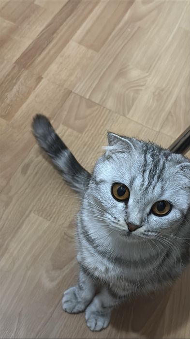 Шотланский вислоухий