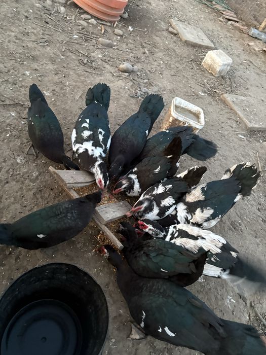 Vand rate si ratoi mute