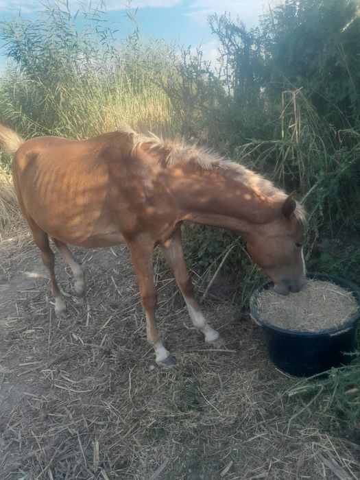 Лошадь продается хороший лошадь