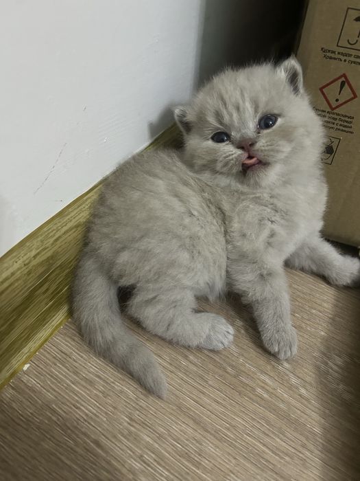 Скотиш фолд котята (15 февраль дата родж)