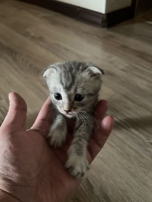 Продам котенка вислоухого