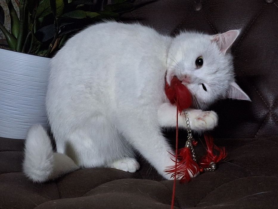 Подари Адэль семью