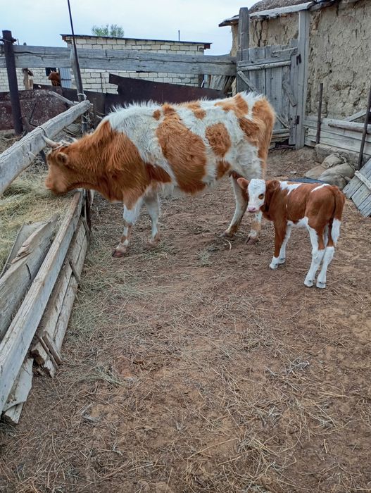 Сиыр бұзаулы сатылады