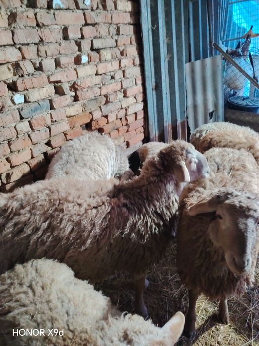 Продам.    баран