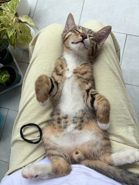 Отдам 2х котят, возраст 3 месяца