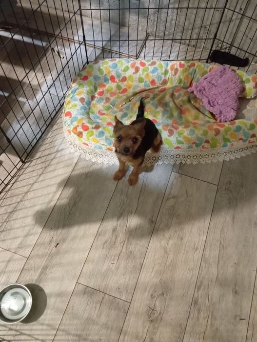 Вязка йоркширских терьеров