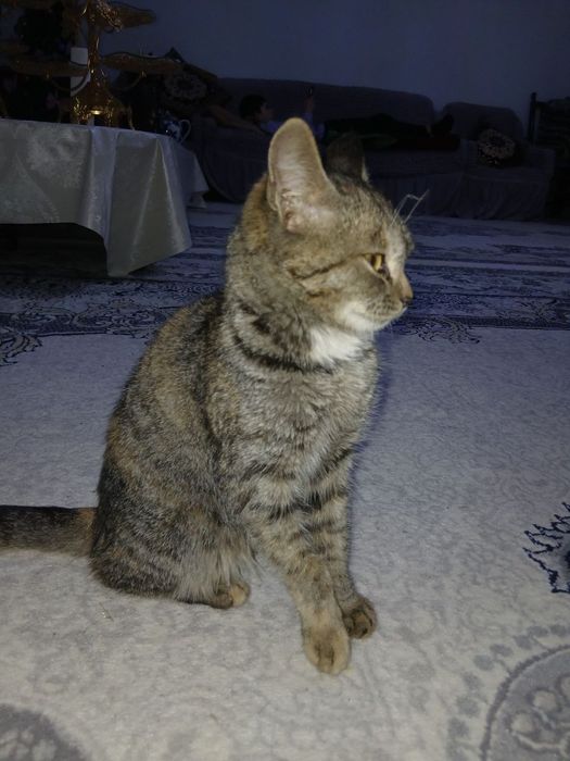 Хадия га берилади