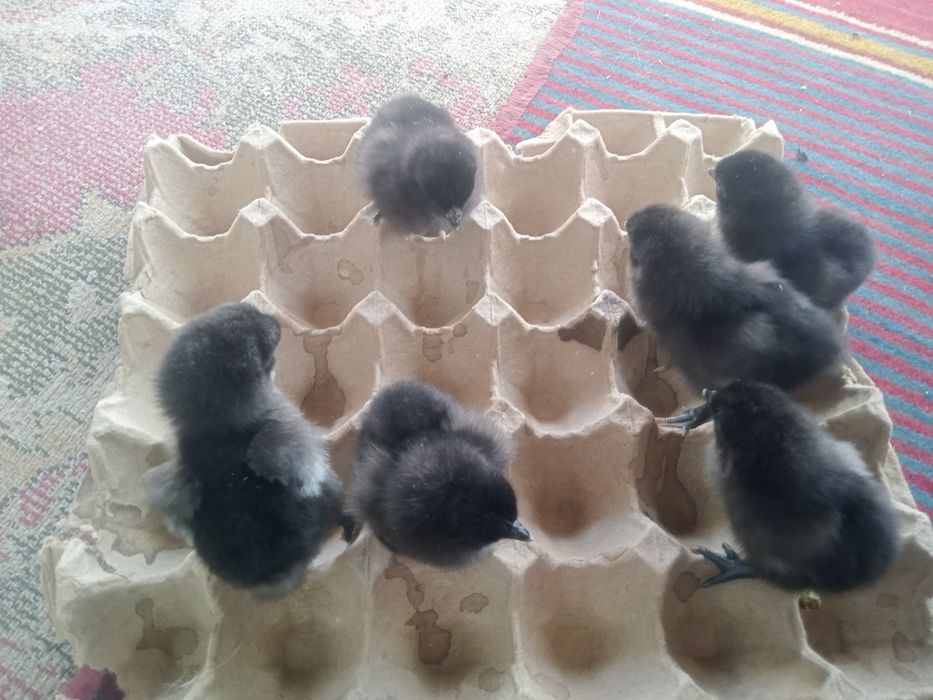 Продам циплят домашних