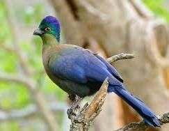 Turaco pasari exotice
