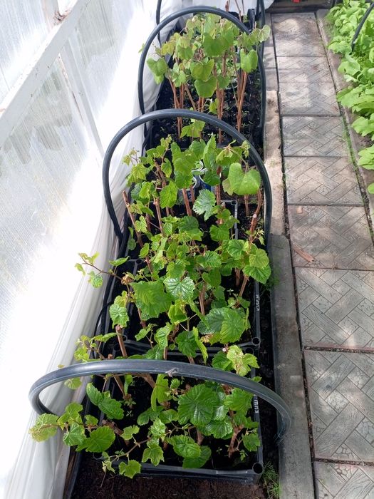 Саженцы винограда