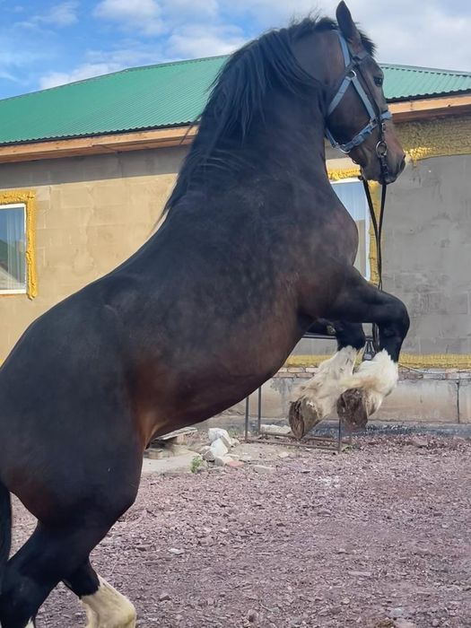 Продам жеребца  Першерон