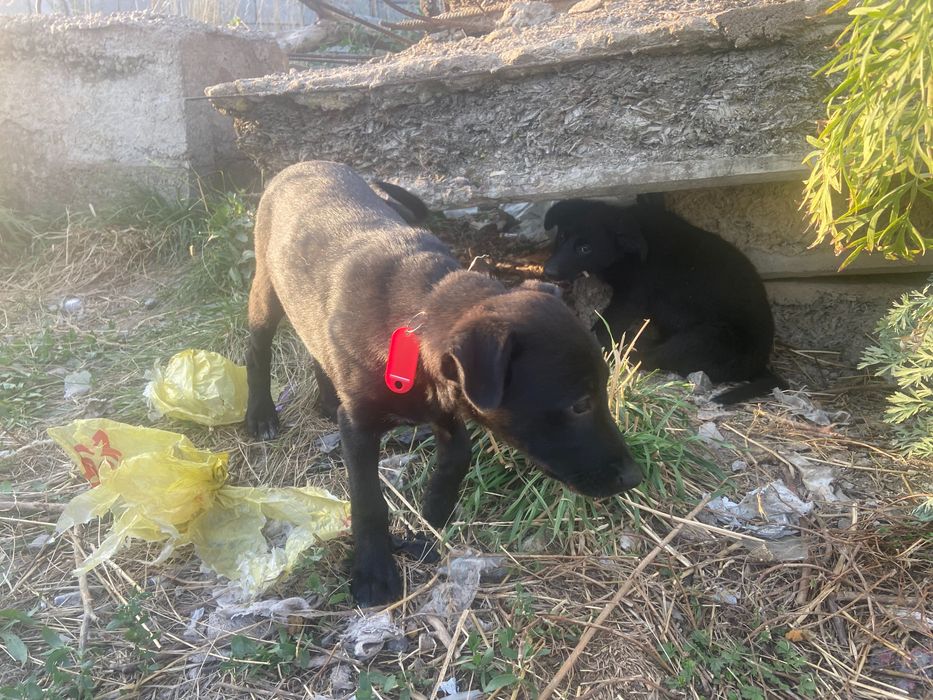 Щенки трёх месяцев ищут дом