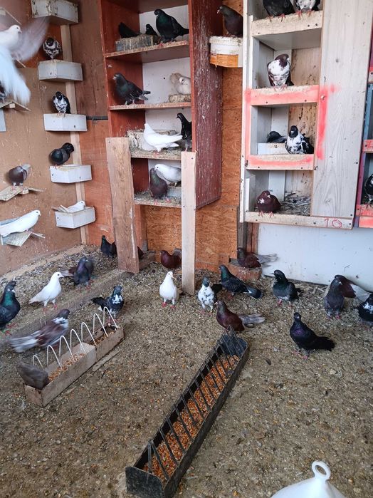 Vand porumbei ciungi de ploiesti.