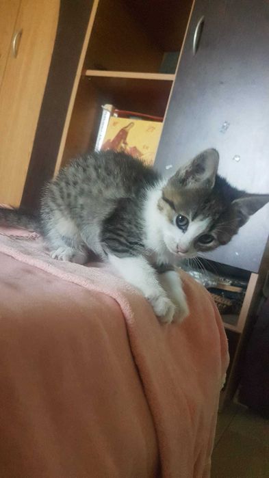 Pisicuță spre adopție