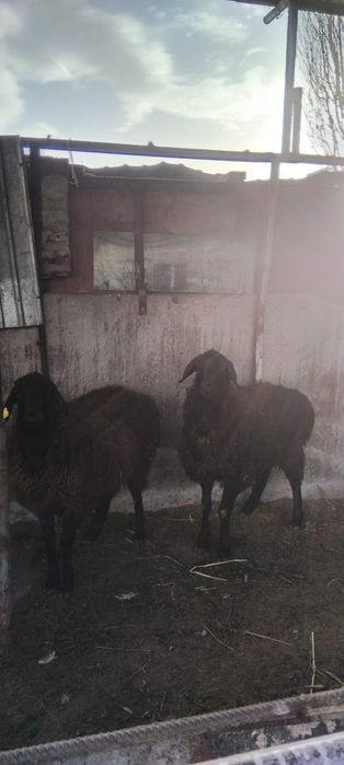 Қой сатылыды семіз