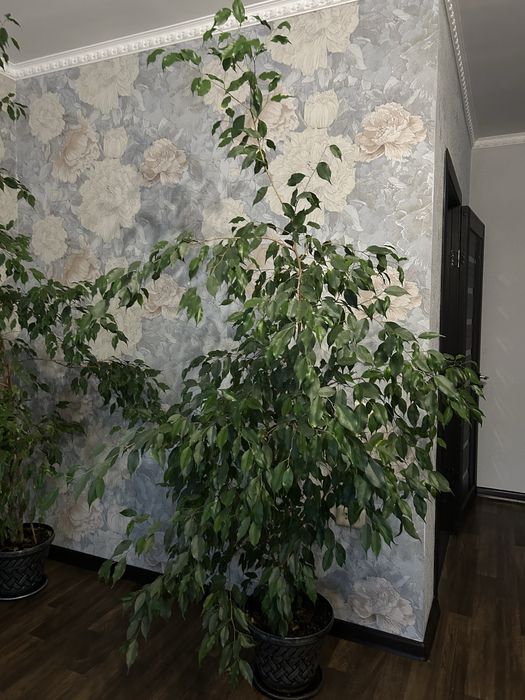 продам фикусы бенжамина