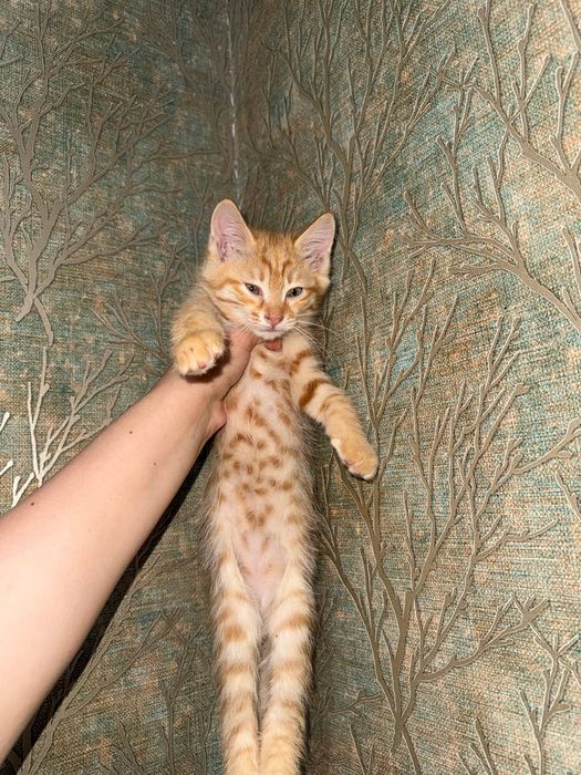 Котята бесплатно домашние