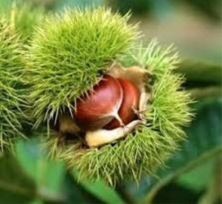 Castan comestibil voliltoca pe rod