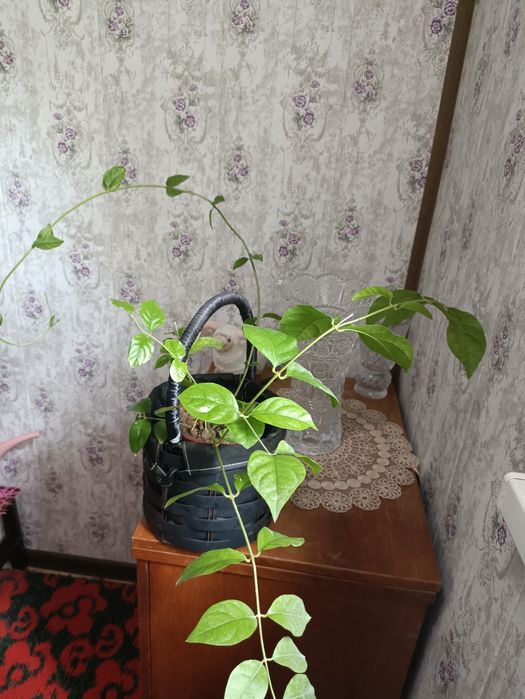 Продам домашние цветы 30000 штука