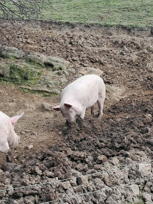 Продавам прасета.