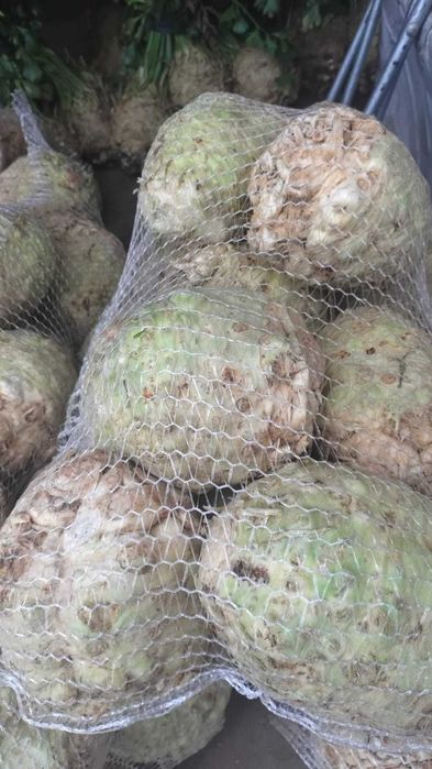 Țelină de vânzare