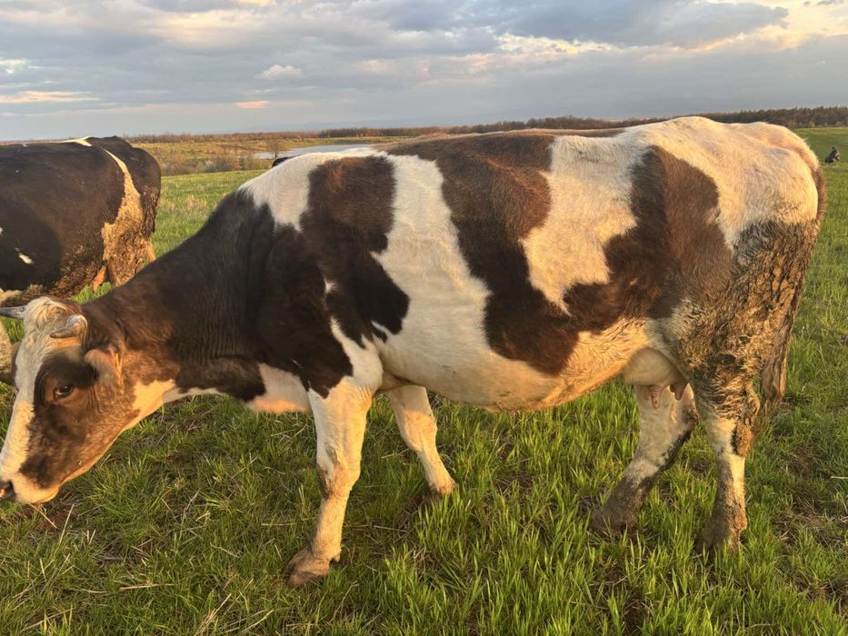 Продавам телни крави и юници