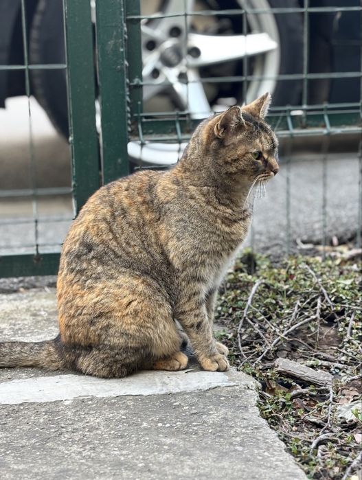 Pisica adulta (4 ani) - sterilizata, ideala pentru curte