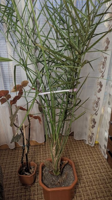 Голяма Финикова палма 250 см