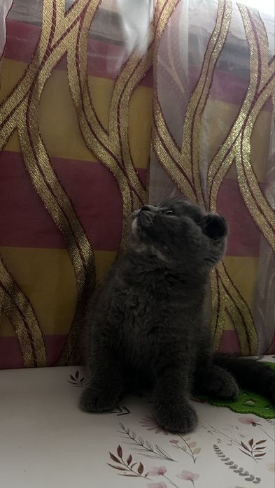Продаётся котёнок!