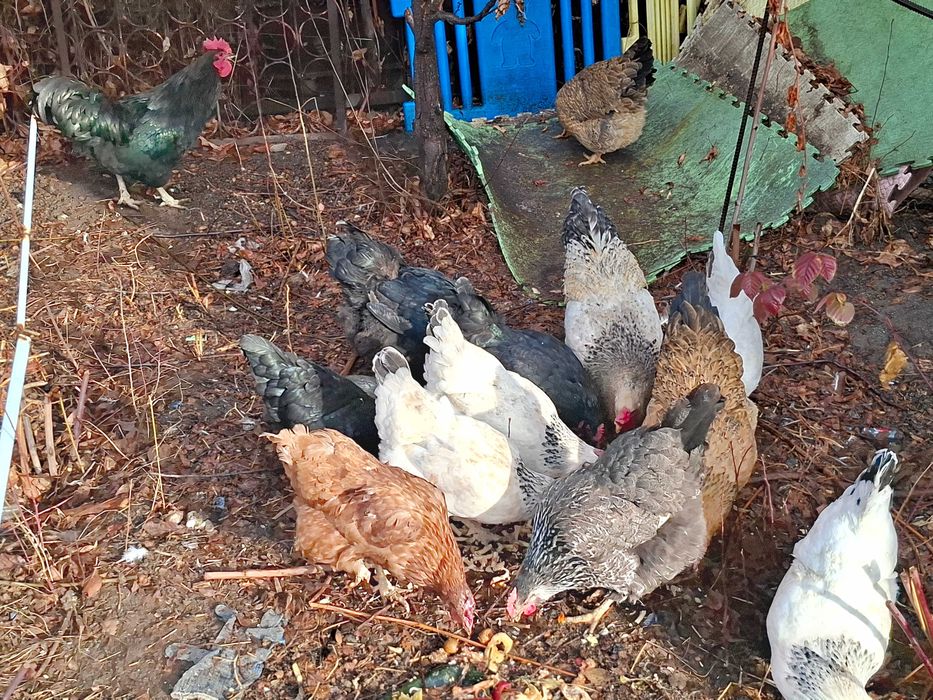 Продам курей 11 курей 2 питуха
