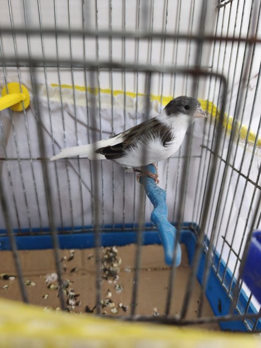 Продавам мъжки канар