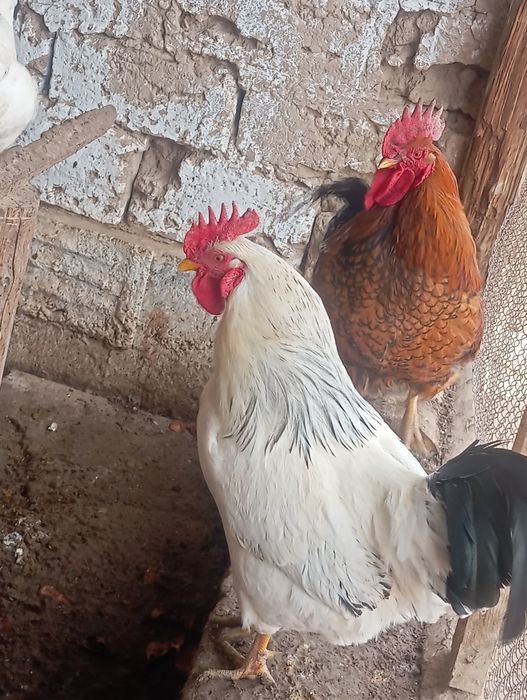 кучин адлер қораз сатылады