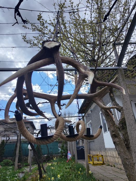 Полилей от еленови паднали рога