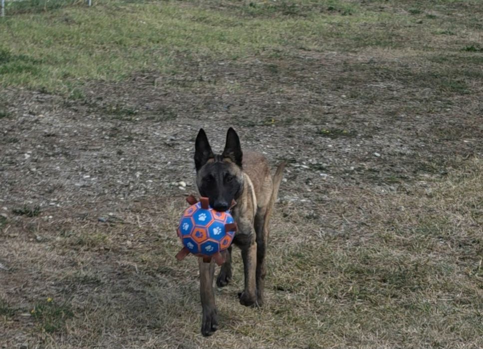 Ciobănesc Belgian malinois mascul cu pedigree