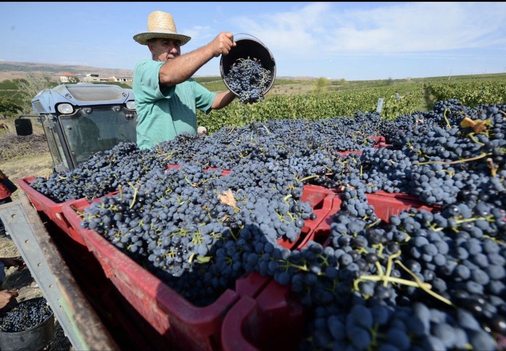 Struguri de vin reolta 2026.
